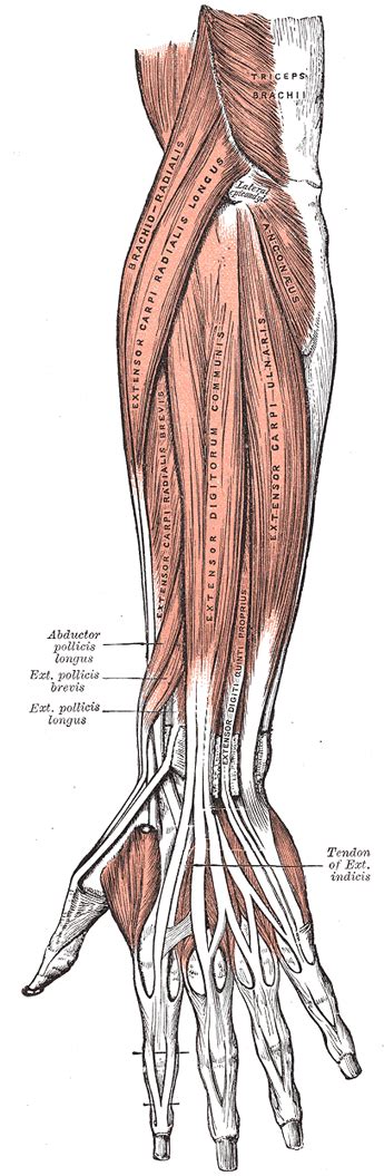 They allow joints to flex and extend. The Muscles and Fasciæ of the Forearm - Human Anatomy