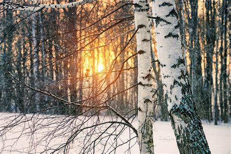 Birch Tree At Winter Sunset High Quality Nature Stock Photos