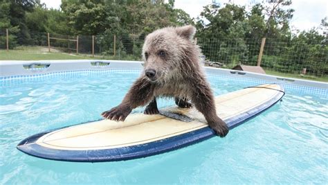 A Baby Syrian Brown Bear Skillfully Climbs Into The Pool