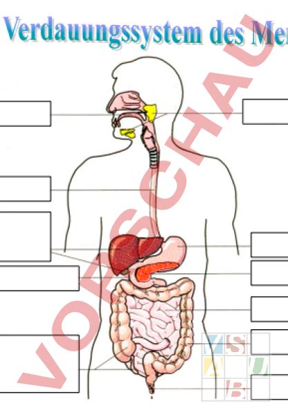 Arbeitsblatt Verdauungssystem Des Menschen Biologie Anatomie