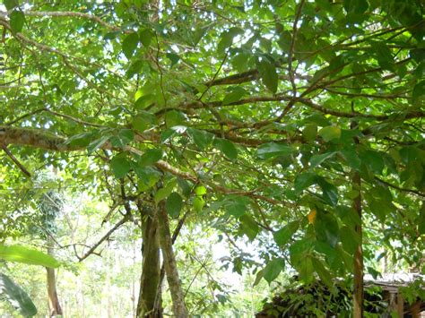 Dari tahun ke tahun, tren minuman kekinian juga semakin berkembang. KENALI POKOK SAYANGI POKOK: POKOK KERDAS