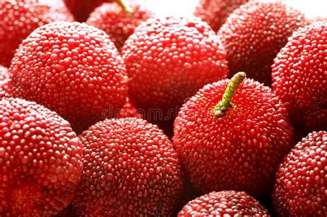 Waxberry Stock Photo Image Of Sweet Delicious Fruit 7599082