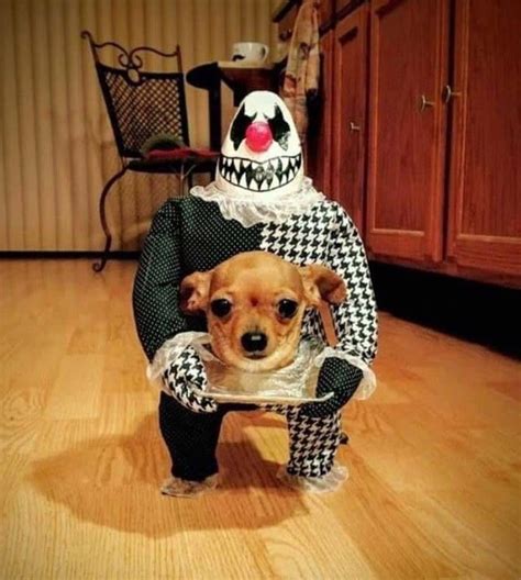 Interestingly Creepy Halloween Costume For A Dog Pics