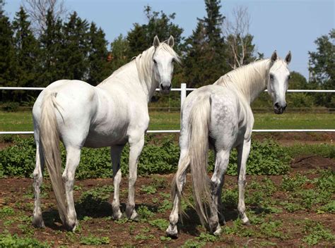 Orlov Trotter Horse Breed Profile