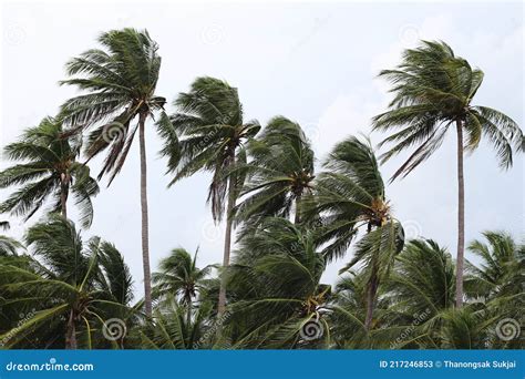 Strong Winds Impact On The Coconut Palm Trees Signaling A Tornado