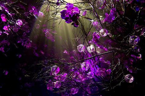Purple Flower Desktop Wallpapers Top Những Hình Ảnh Đẹp