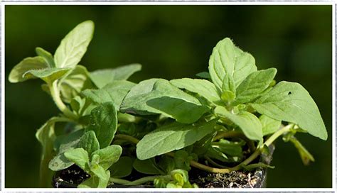 Buy Banana Mint Plants Online From £220 Herbalhaven