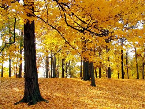 Jesensko Drveće I žuto Lišće Otpadnuto Sa Stabla