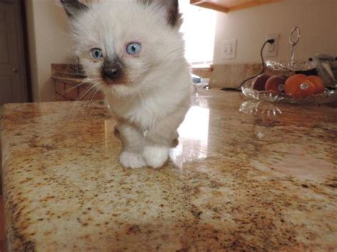 Snowshoe Seal Point Himalayan Siamese Kitten For Sale In