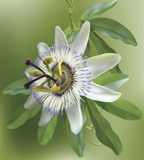 Passiflora Clipart Download Passiflora Clipart For Free 2019