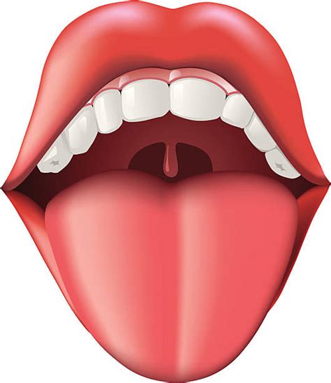 Royalty Free Human Tongue Clip Art Vector Images And Illustrations Istock