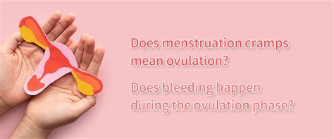 Does Menstruation Cramps Mean Ovulation Does Bleeding Happen During The Ovulation Phase