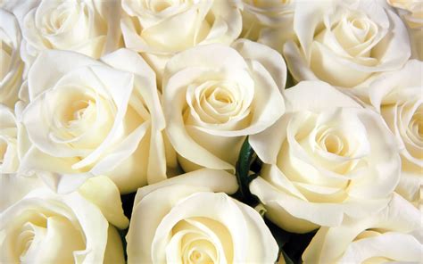 White Rose Hd Wallpapers Flowers