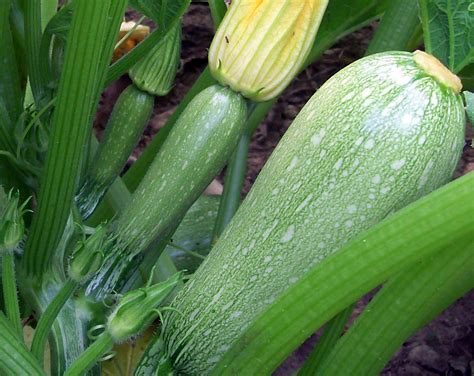 Try to consume it before the next crop comes in. Grey (Tender Grey) Zucchini, 3 g : Southern Exposure Seed ...