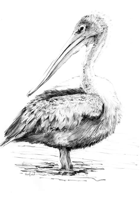 Top More Than 77 Pelican Sketch In Eteachers