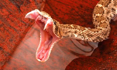 Amazing Footage Captures This Rattlesnake Striking In Slo Mo And