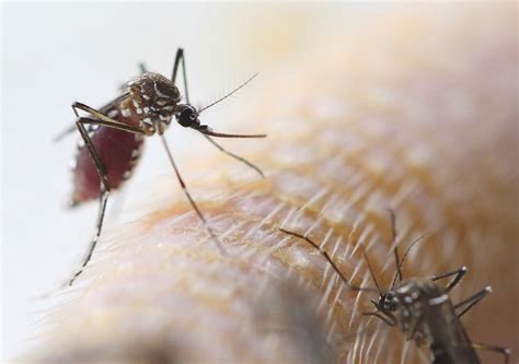 preventing zika in pregnancy what you need to know mdedge obgyn