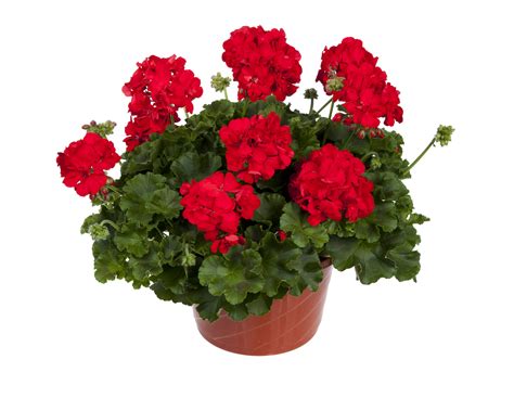 Pel Inter Mambo 17 Cm Pot Géranium Géraniums Rouges Fleurs