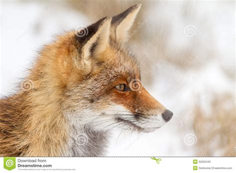 Foxes On Watch Stock Photos Image 32222443