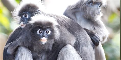 Dusky leaf monkey adorable monkeys from langkawi island, malaysia share the the dusky leaf monkey, spectacled langur, or spectacled leaf monkey is a species of primate in the family cercopithecidae. Dusky Leaf-monkey at Adelaide Zoo - Meet our incredible ...