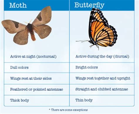 Butterfly Vs Moth Butterfly Mania