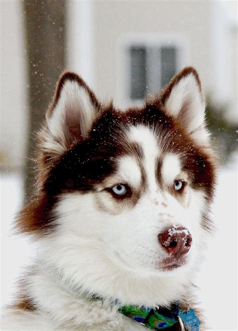 Siberian Husky Beautiful Dogs And Puppies Pinterest Siberian
