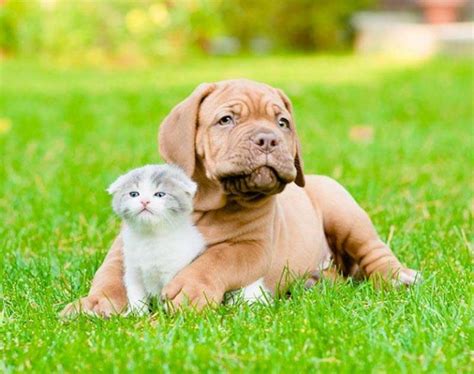 415 likes · 6 talking about this · 55 were here. Veterinary Services in Iowa City, IA | All Pets Veterinary ...