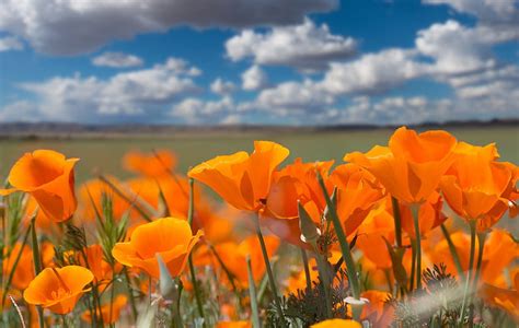 Eschscholzia Californica California Poppy Poppies 849122 Hd Wallpaper Pxfuel