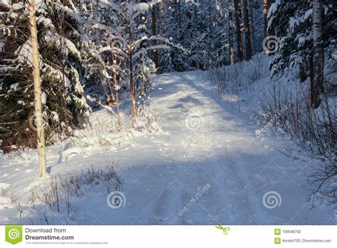 Footpath In A Snowy Forest On A Sunny Winter Day Stock Photo Image