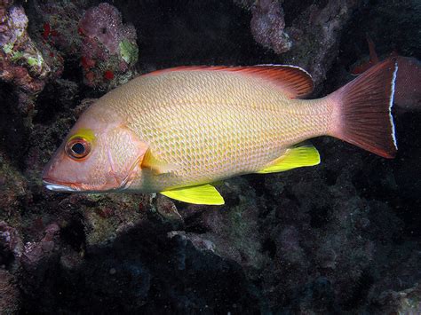 South Maui Spearfishing Target Fish