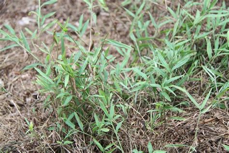 Pin On Common Invasive Plants Of Indiana