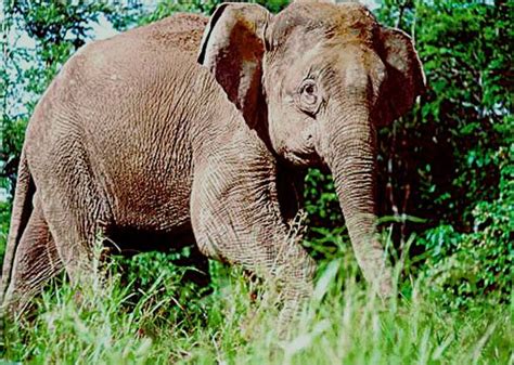 Rangka gajah purba berusia 500,000 tahun ditemui | satu rangka seekor gajah purba yang hampir lengkap dipercayai hidup antara 200,000 dan 500,000 tahun dahulu ditemui berhampiran paris, kata. Cikgu Laili's blog: HAIWAN YANG HAMPIR PUPUS