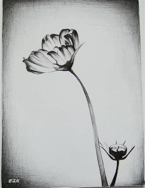 Pencil Art Flowers Images Flower Pencil Drawings Drawing Cute Flowers