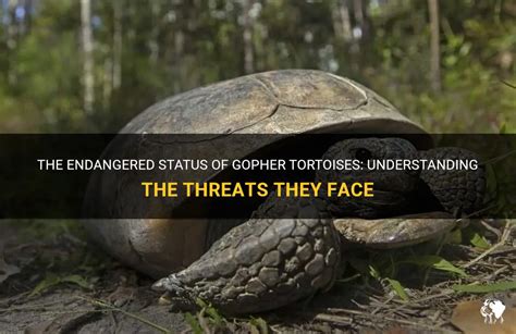 The Endangered Status Of Gopher Tortoises Understanding The Threats