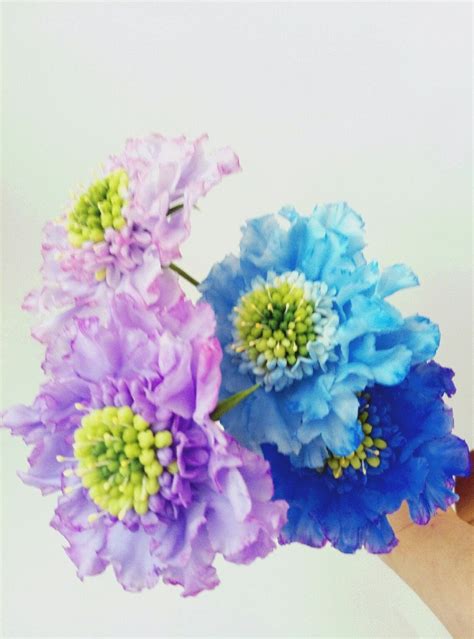 Scabiosa Polymer Clay Flower Arrangement Cold Porcelain Real Touch