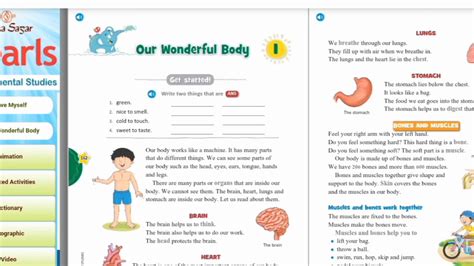 Grade Ii Evs Lesson Our Wonderful Body Part Youtube