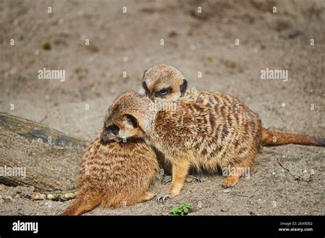 Two Meerkats Suricata Suricatta Cuddling With Each Other Germany