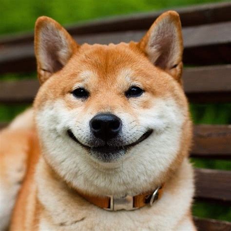 It doesn't have to be a shiba though, any dog can be a doge, especially if they are in a funny pose or making a silly face. Собака- улыбака "smiling dog" | Shiba Inu | Pinterest | Shiba, Dog and Animal