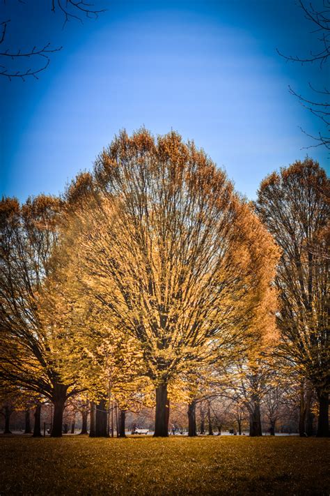 Autumn Tree In A Park Free Stock Photo Public Domain Pictures