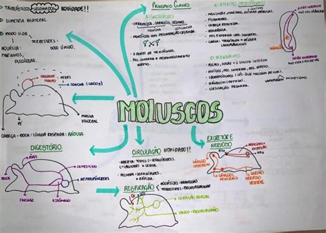 Mapa Mental Sobre Moluscos Study Maps