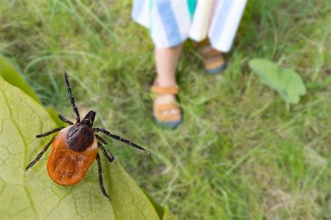 Lets Learn About Lyme Disease Symptoms Testing And Prevention