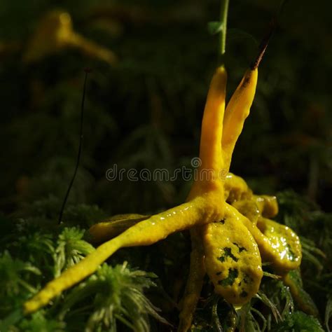 Maybe you would like to learn more about one of these? A Yellow Plasmodium Of A Slime Mold On A Grass Stock Image ...