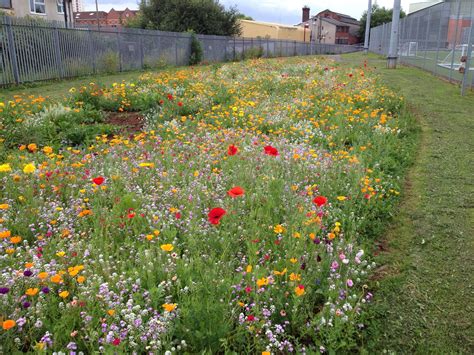 What About A Wildflower Meadow Like The Urban Pollinators Project Is