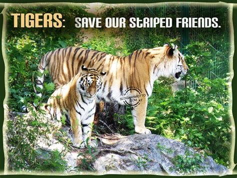 Save Tigers Slogans
