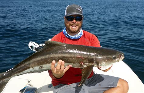 Keeping Cobia Away From Sharks Florida Sportsman