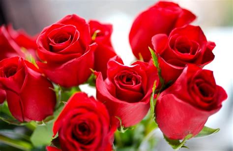 ¿sabías Que Las Rosas “rojas” No Existían Originalmente