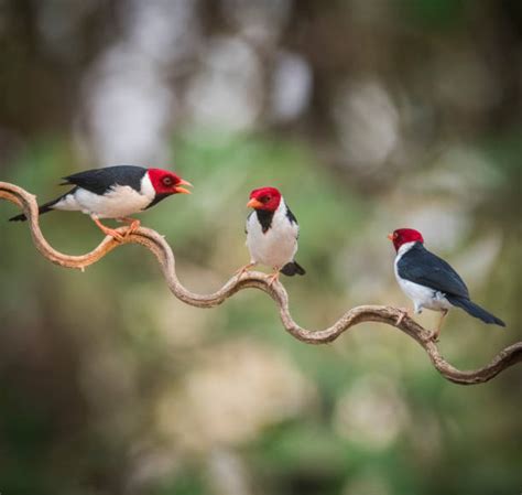 270 Red Crested Cardinal Stock Photos Pictures And Royalty Free Images