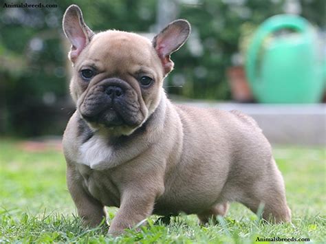 Beautiful red fawn french bulldogs. French Bulldog - Puppies, Rescue, Pictures, Information ...