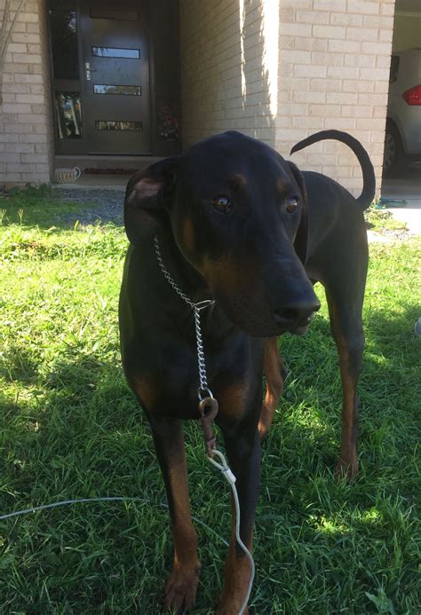 Check spelling or type a new query. Pin by Lee Medairy on Dobermans | Dobermann pinscher ...