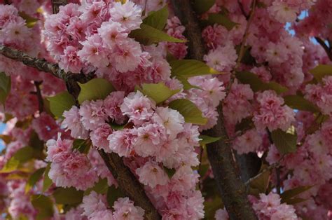 Prunus Serrulata Kanzan Cerezo Del Japón — Verdify